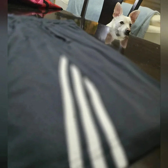 Adidas Tiro Training Shorts - Your Next Workout Essential Mens Medium - Picture 9 of 9